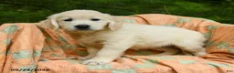 Golden Retriever dogs for sale: April - Ad 1
