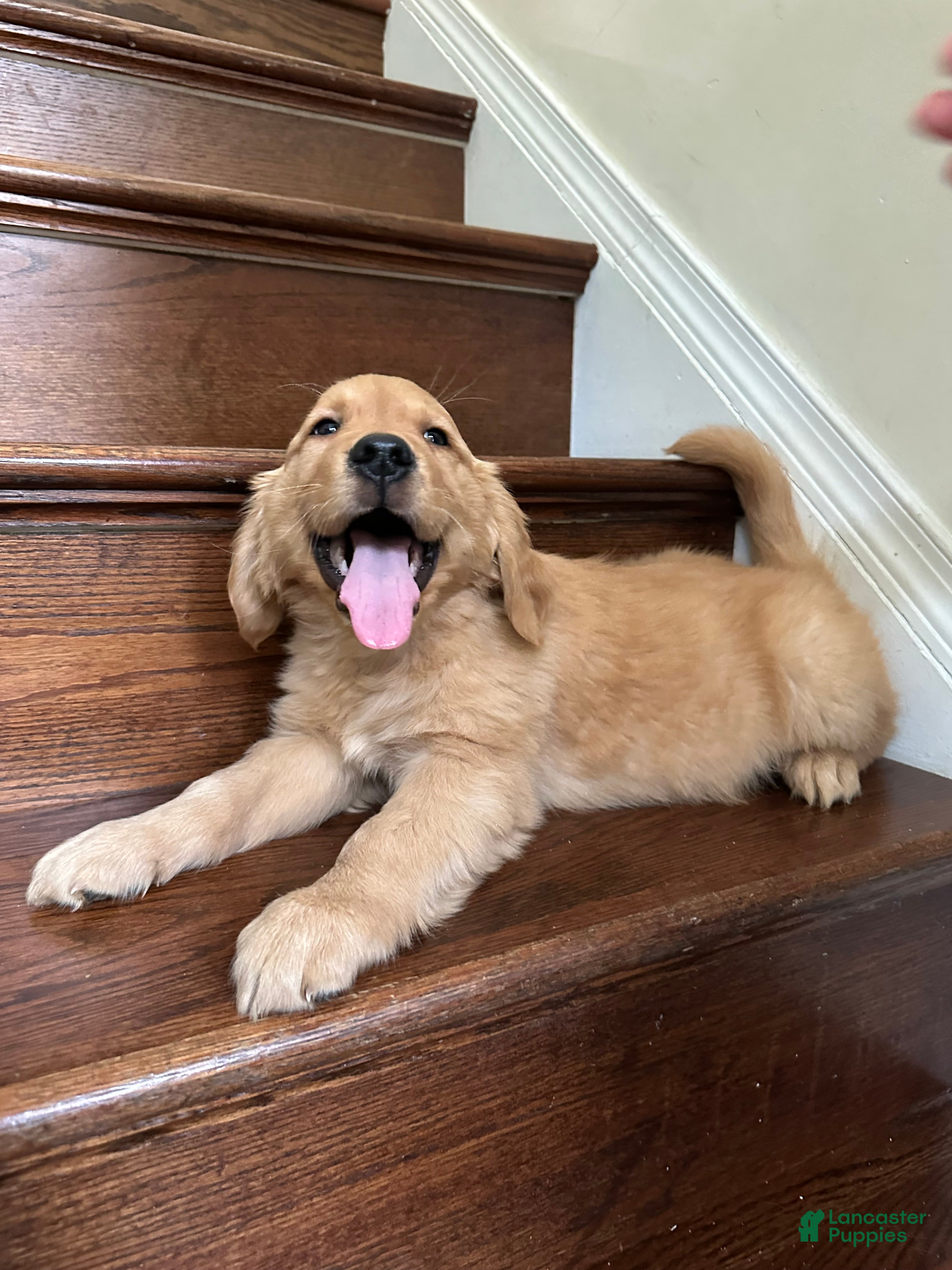 Golden Retriever dogs Guss - Ad 17