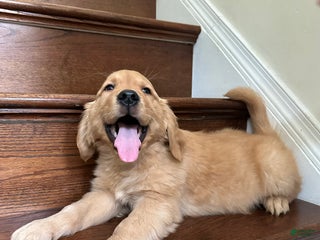 Golden Retriever dogs Guss - Ad 12