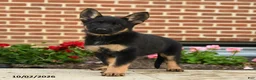 German Shepherd dogs for sale: Mila - Ad 3