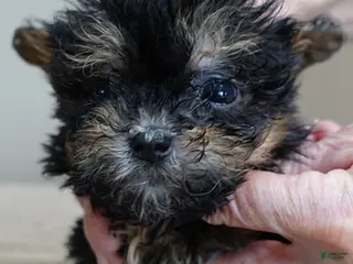 Maltipoo dogs 1 lb miracle - Ad 32