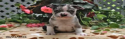 Boston Terrier dogs for sale: Lloyd - Ad 3