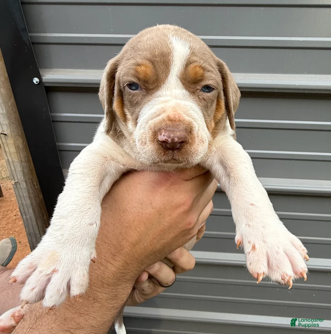 Catahoula Leopard Dog dogs for sale: Benelli “Nelli” - Ad 2