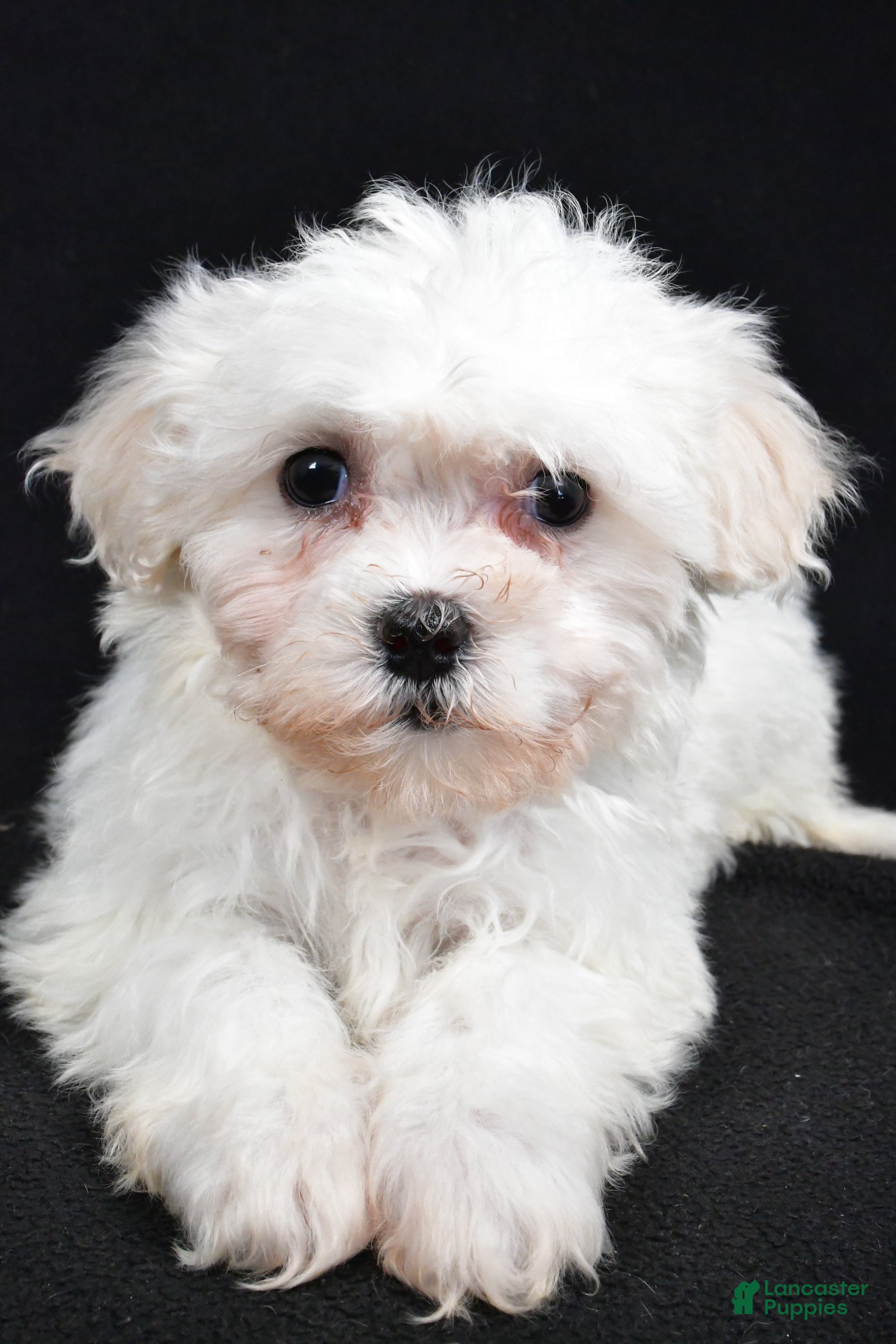 Teddy Bear dogs Cloe - Ad 6