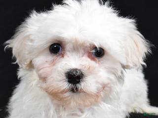 Teddy Bear dogs Cloe - Ad 41