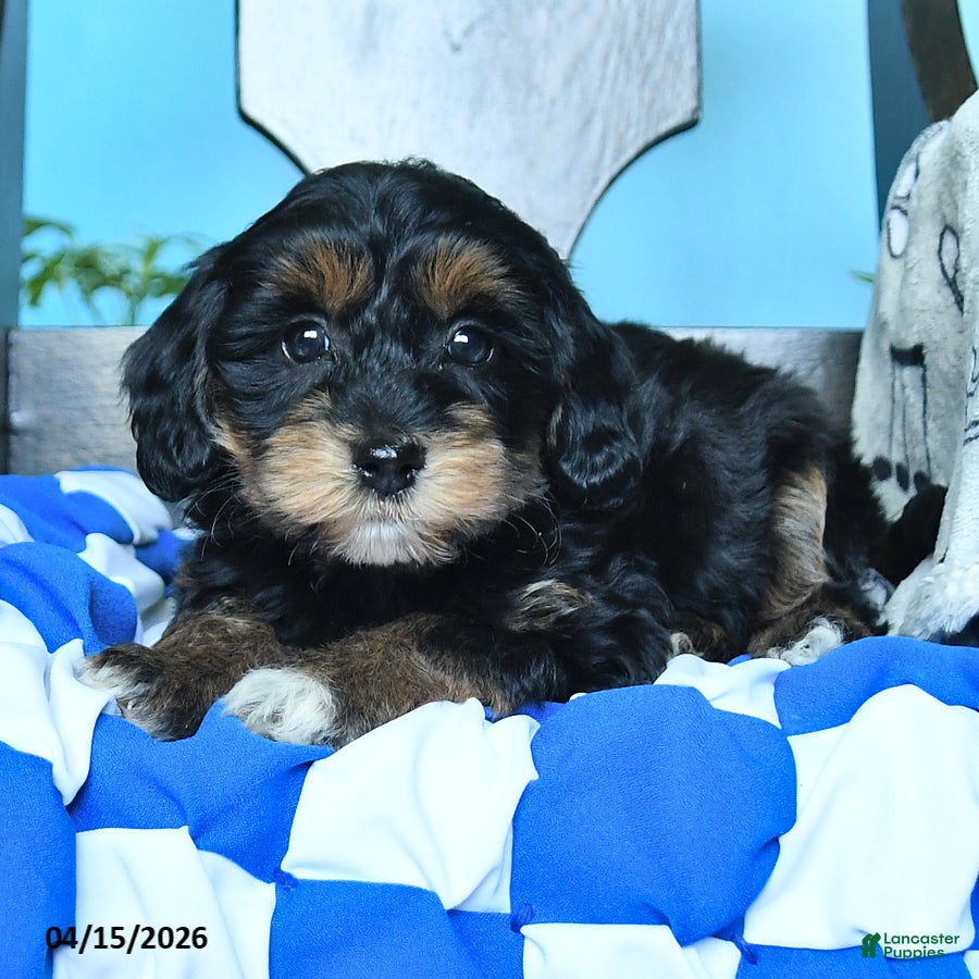 Havapoo dogs Sparkles - Ad 2