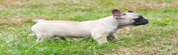 French Bulldog dogs for sale: Carla - Ad 5