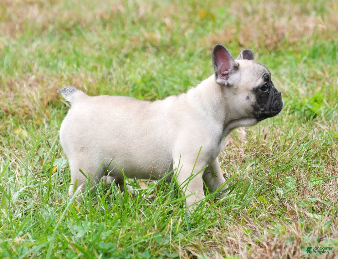 French Bulldog dogs for sale: Carla - Ad 5