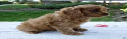 Cavapoo dogs for sale: Ezra - Ad 5