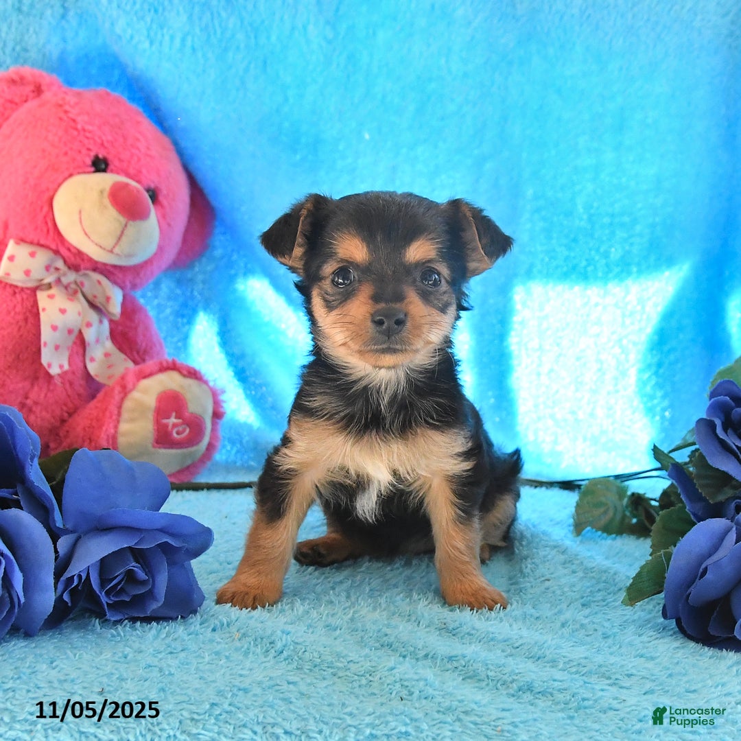 Yorkshire Terrier dogs for sale: Jenny - Ad 2