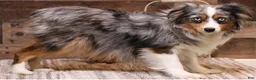 Toy Australian Shepherd dogs for sale: Rita black-tri - Ad 4
