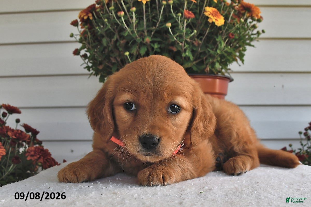 Golden Retriever dogs Blossom - Ad 1