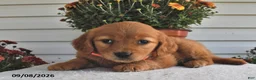Golden Retriever dogs for sale: Blossom - Ad 1