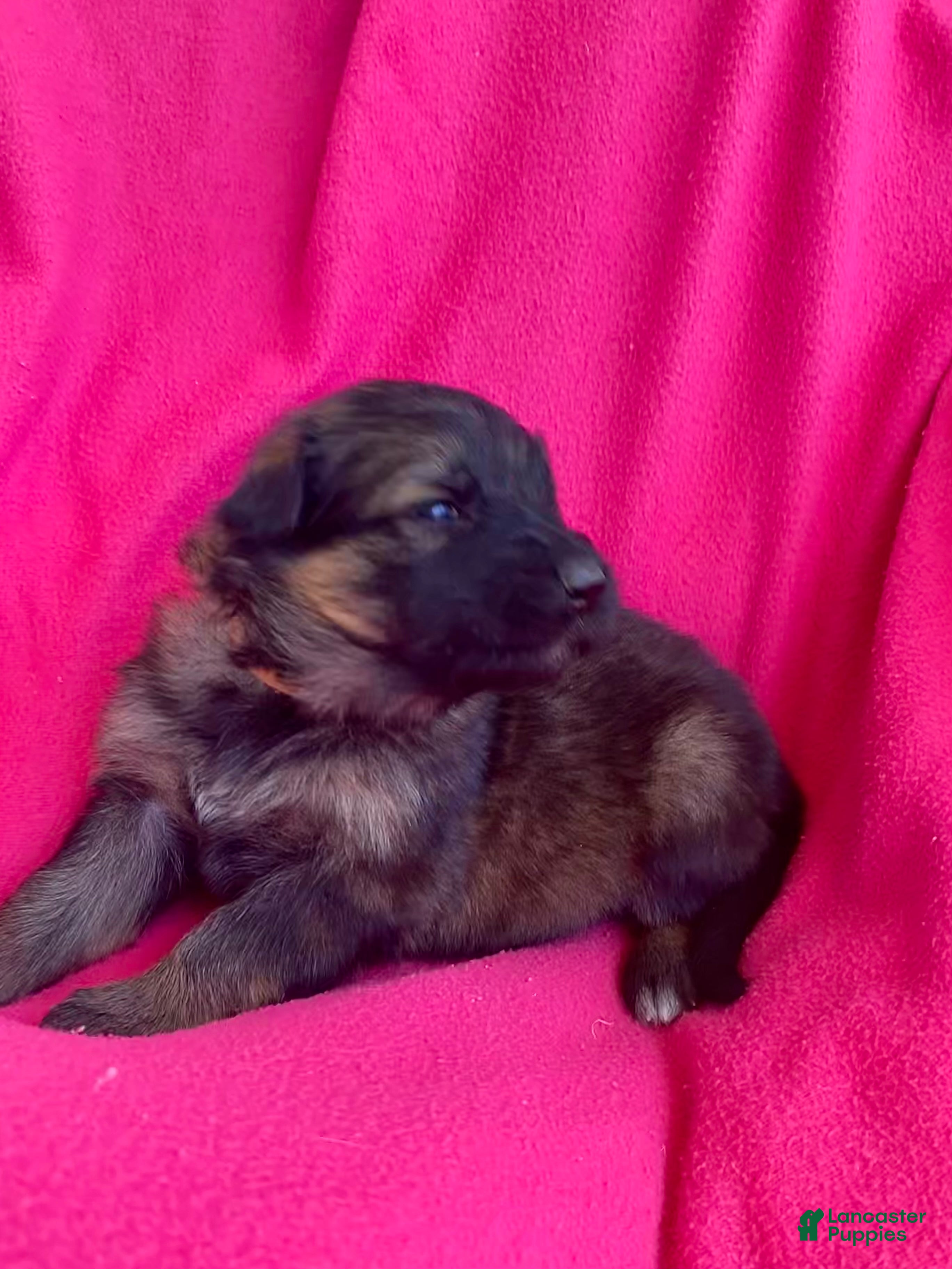 German Shepherd dogs German Shepherd Puppy 6 - Ad 26