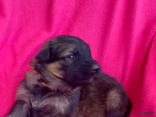 German Shepherd dogs German Shepherd Puppy 6 - Ad 26