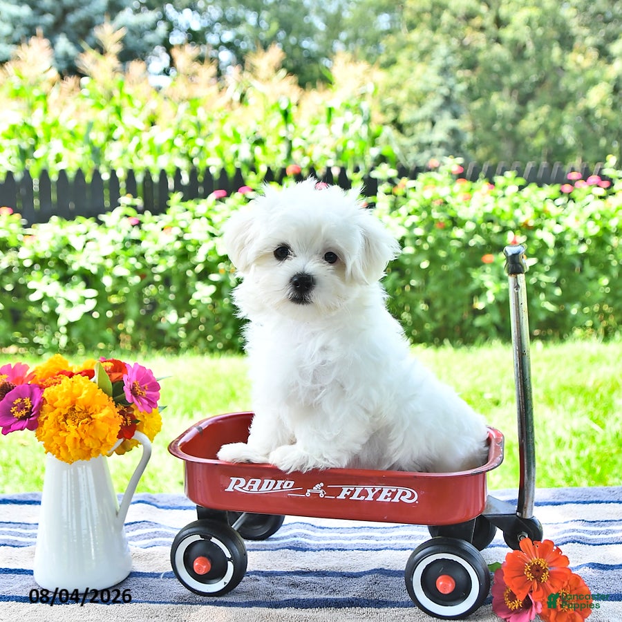 Maltese dogs Buster - Ad 1