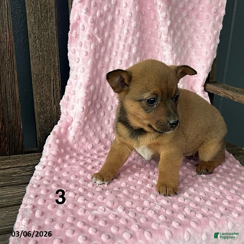 Mixed Breed dogs Tina - Ad 1