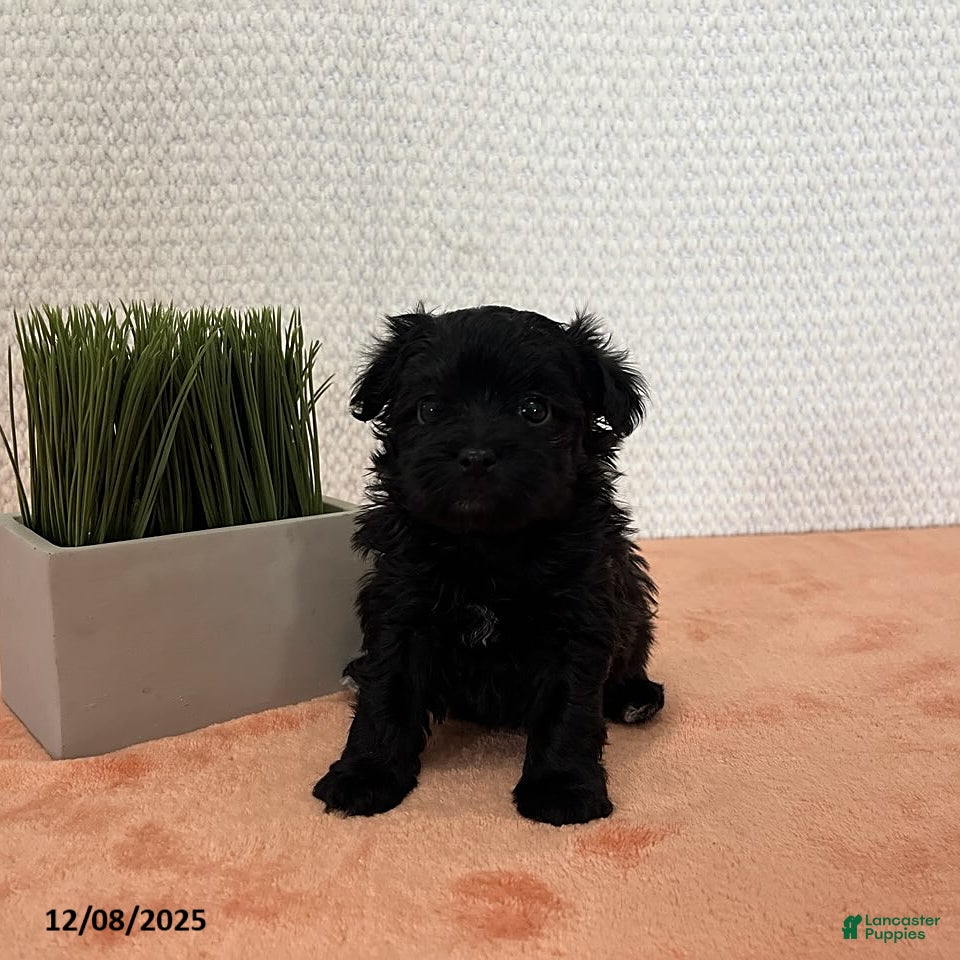 Havapoo dogs Lilly - Ad 2