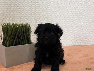 Havapoo dogs Lilly - Ad 27