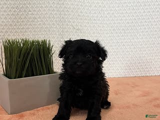 Havapoo dogs Lilly - Ad 39