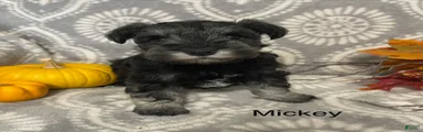 Miniature Schnauzer 2