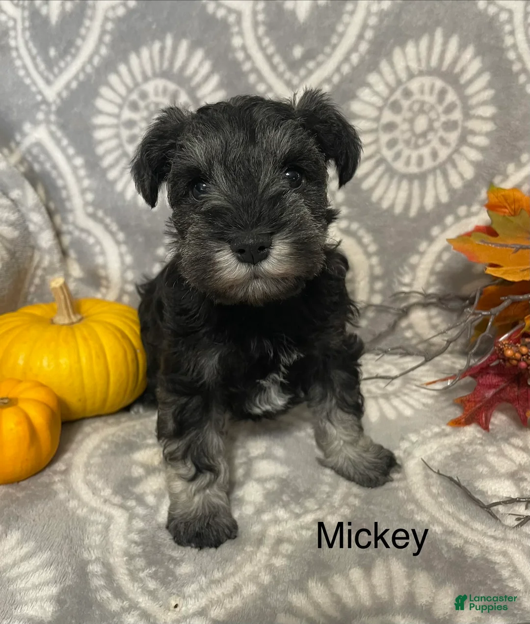 Miniature Schnauzer dogs for sale: Miniature Schnauzer 2 - Ad 1
