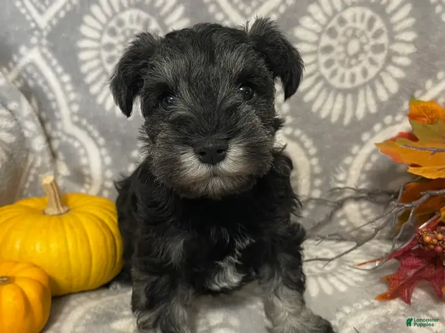 Miniature Schnauzer dogs for sale: Miniature Schnauzer 2 - Ad 1