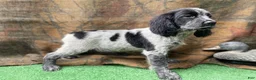 English Springer Spaniel dogs for sale: Anne - Ad 2
