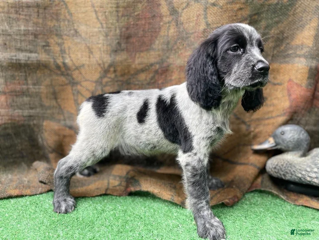 English Springer Spaniel dogs for sale: Anne - Ad 2