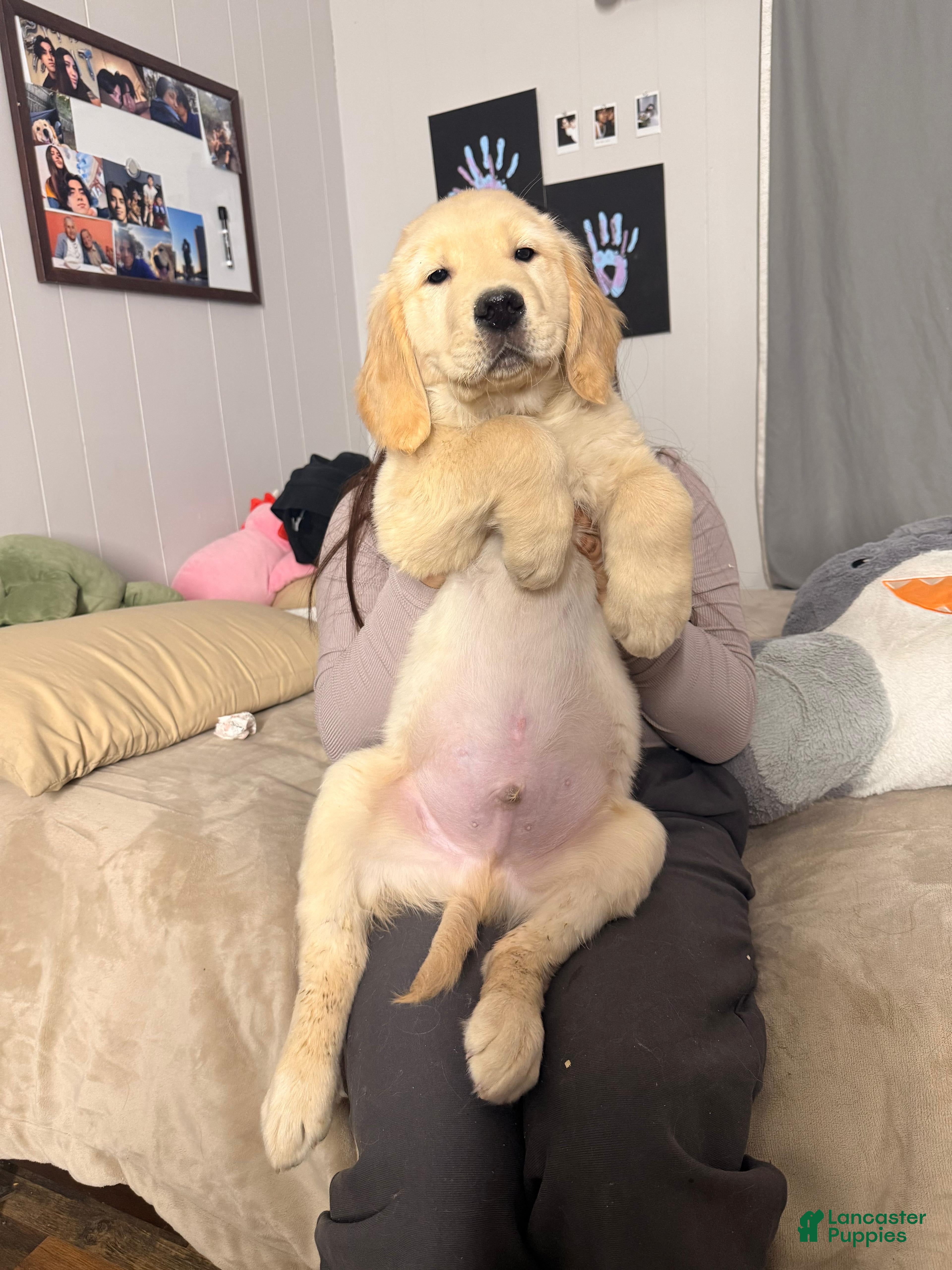 Golden Retriever dogs Golden Retriever Puppy 3 - Ad 5