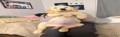 Golden Retriever Puppy 3