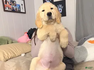 Golden Retriever dogs Golden Retriever Puppy 3 - Ad 5