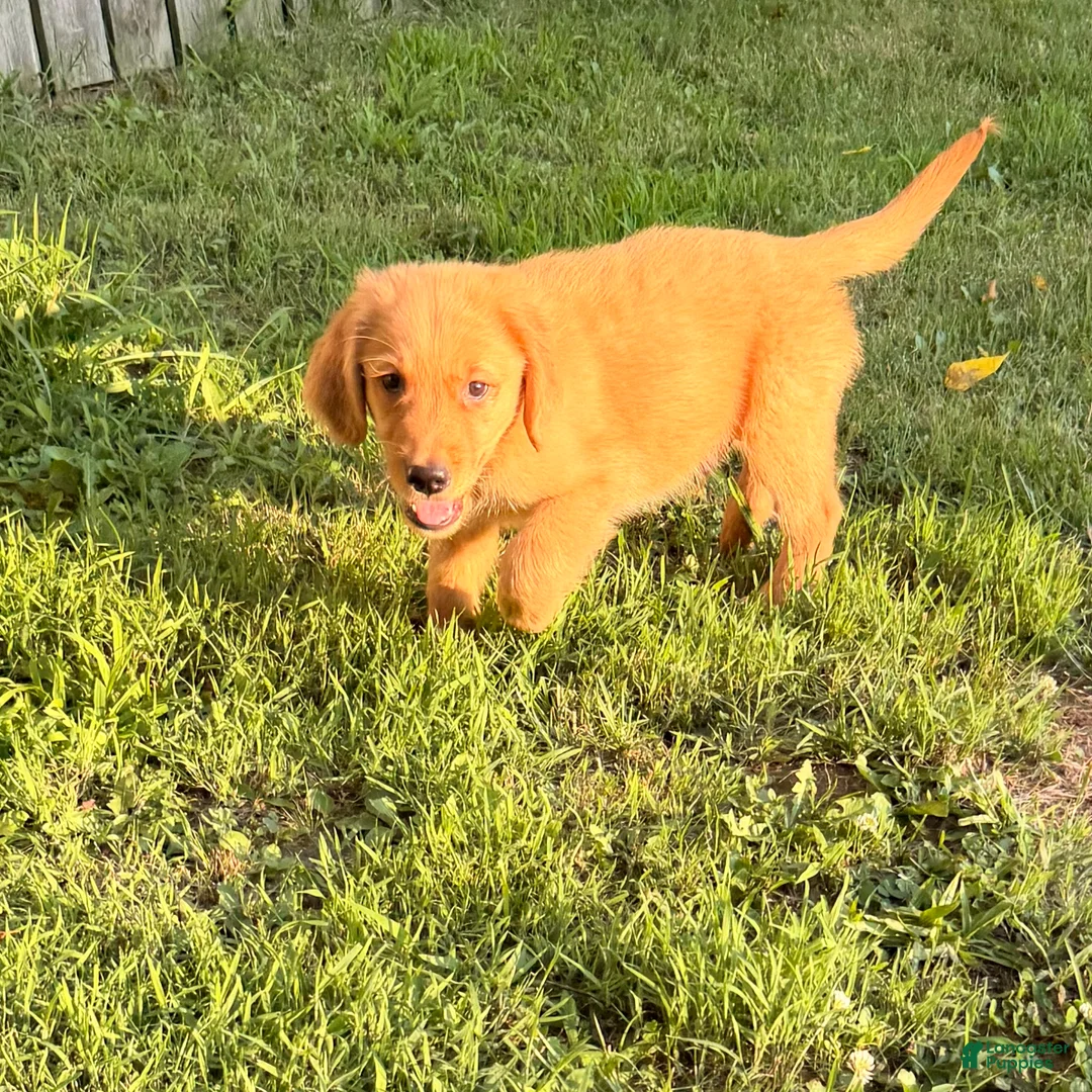 Golden Retriever dogs for sale: Oliver - Ad 3