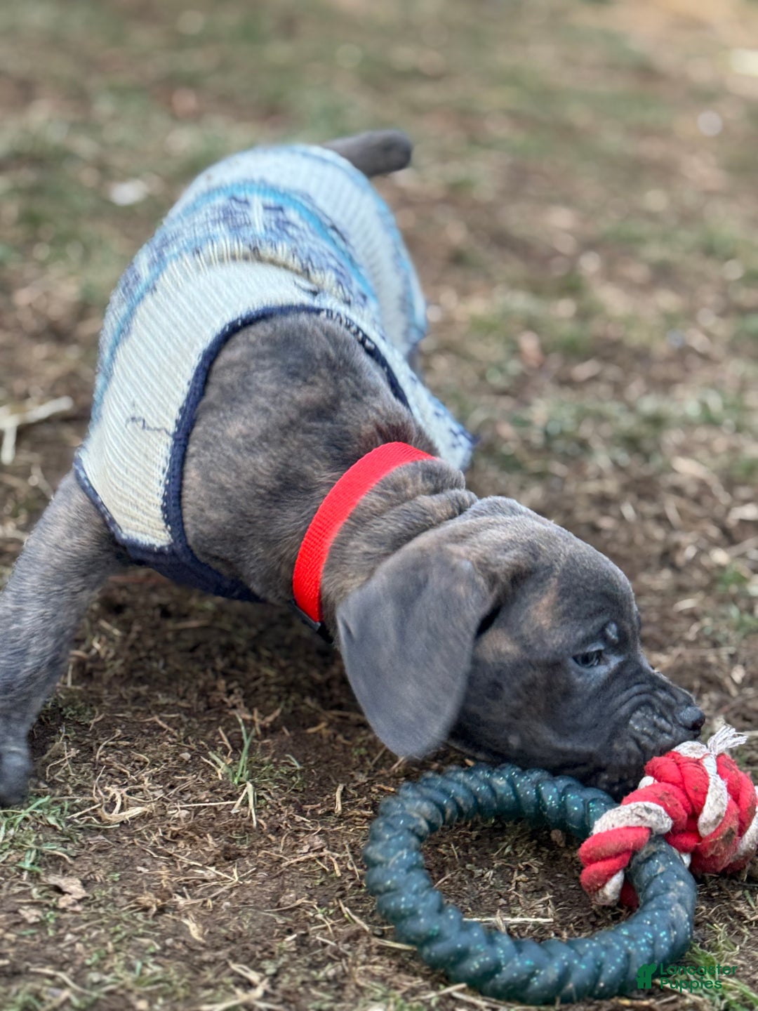 Cane Corso dogs for sale: Stormii - Ad 5