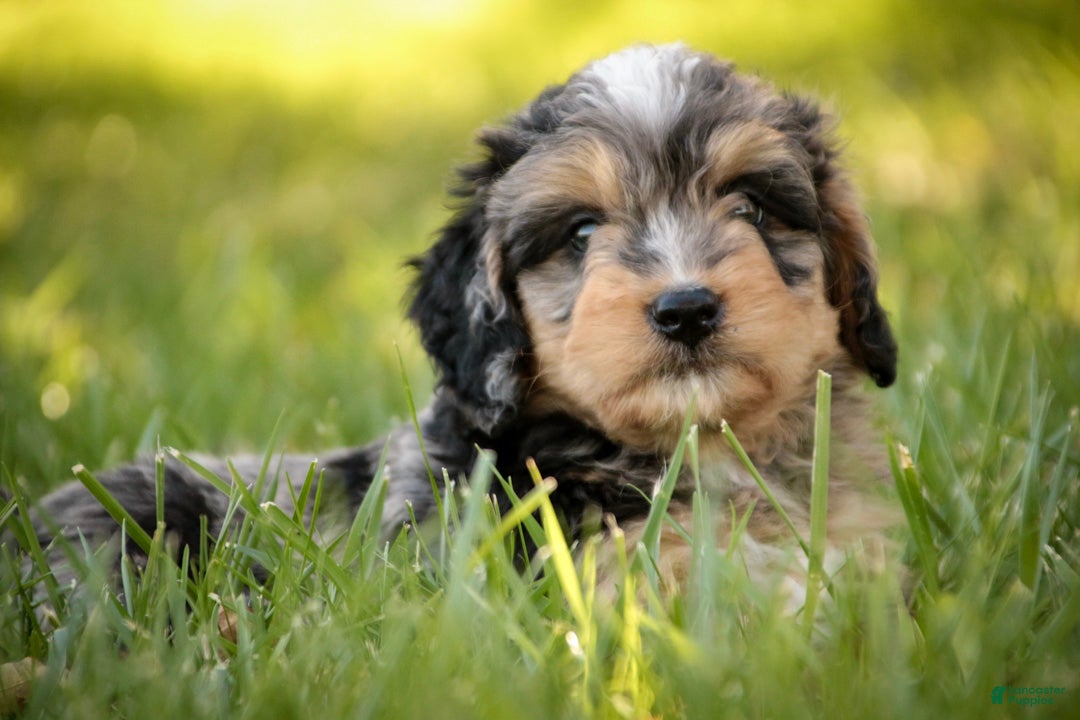 Mini Bernedoodle dogs Cornell F1 Mini Bernedoodle  - Ad 2