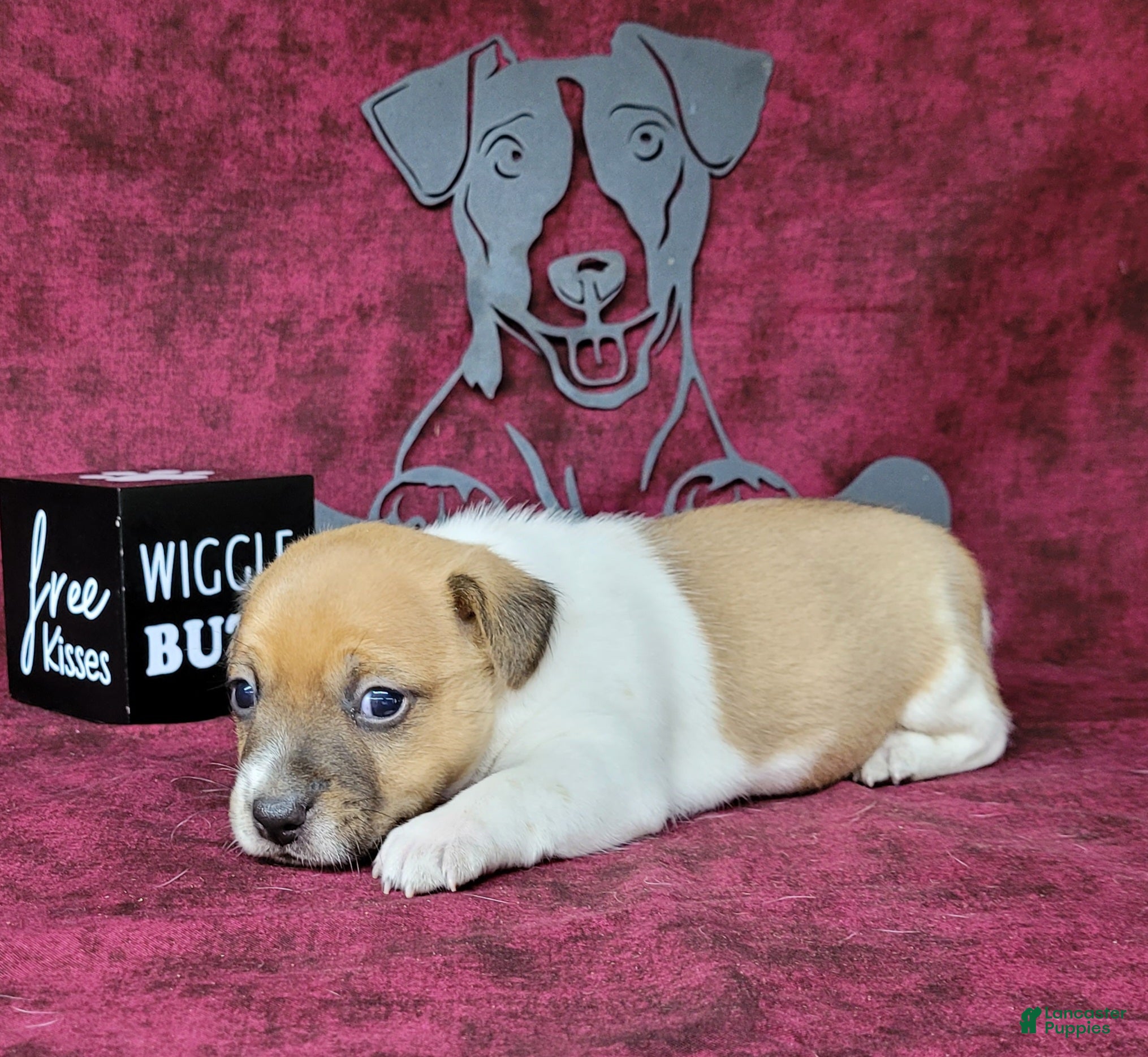 Jack Russell Terrier dogs CKC "Riggs" *Delivery Available* - Ad 2