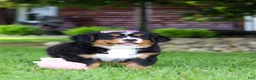Bernese Mountain Dog dogs for sale: Suzie - Ad 11