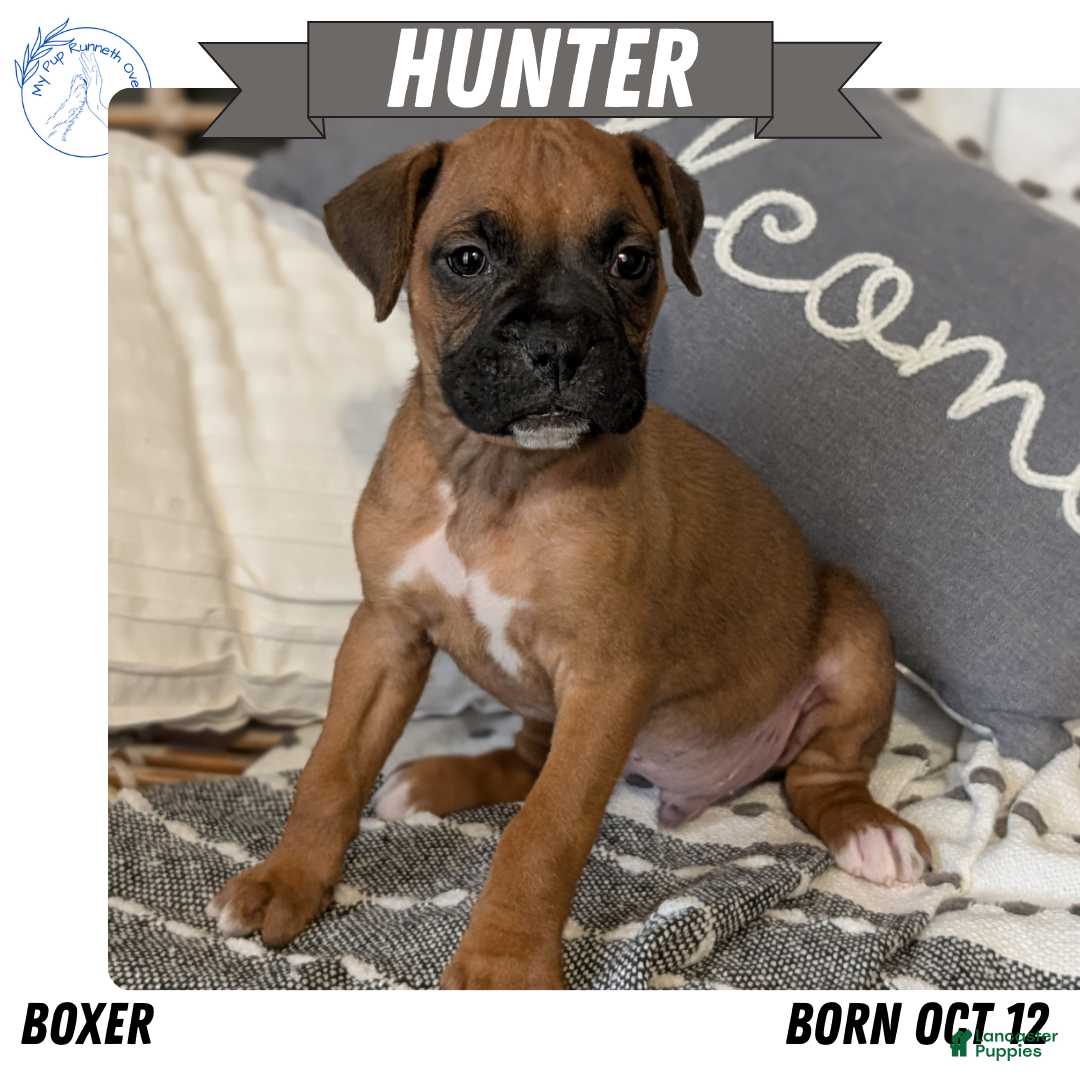 Boxer dogs Hunter - Ad 4