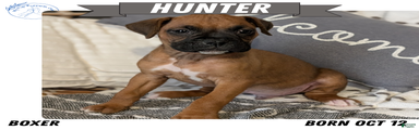 Hunter