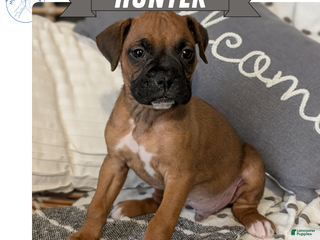 Boxer dogs Hunter - Ad 6