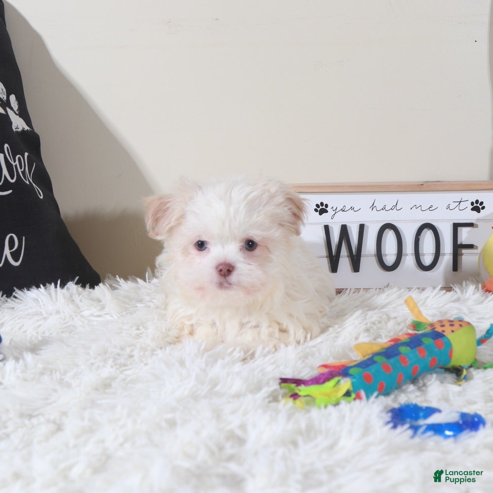 Havanese dogs Havanese Puppy Bingo - Ad 2