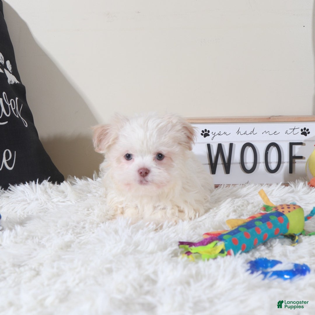 Havanese dogs for sale: Havanese Puppy Bingo - Ad 2