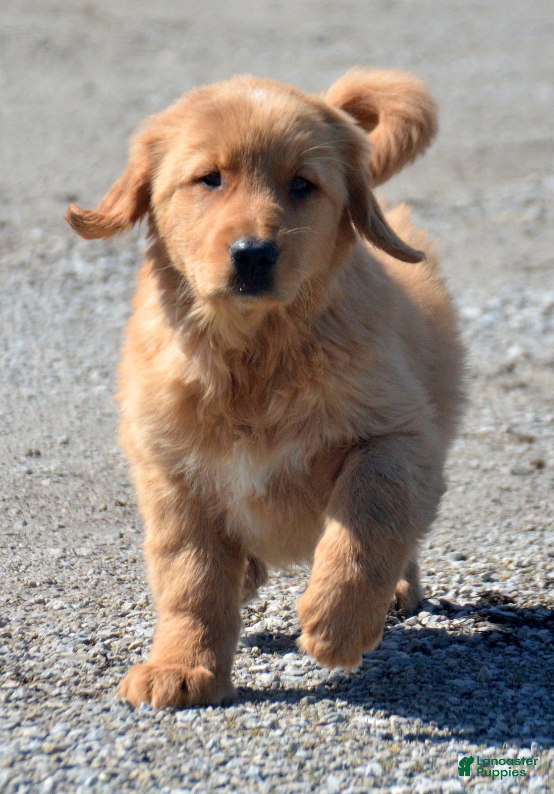 Golden Retriever dogs Golden Retriever Galin - Ad 25
