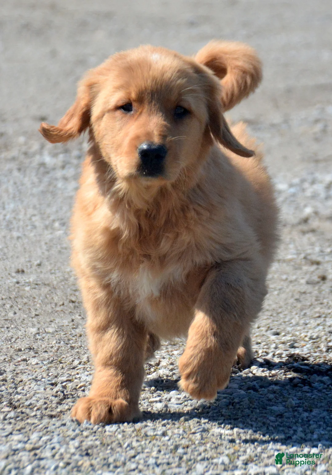 Golden Retriever dogs for sale: Golden Retriever Galin - Ad 1