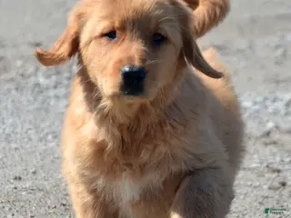 Golden Retriever dogs Golden Retriever Galin - Ad 25