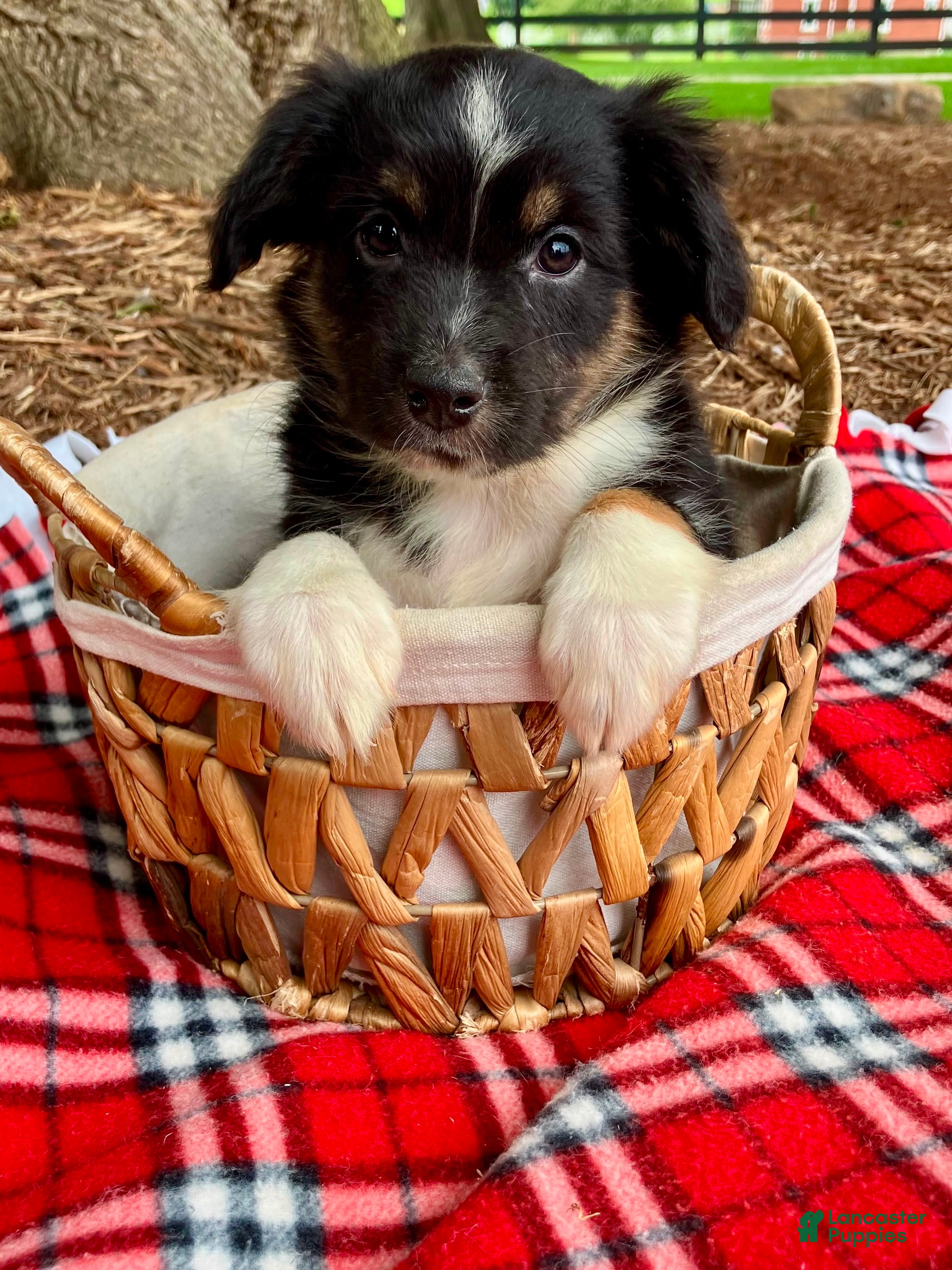 Miniature Australian Shepherd dogs Addy - Ad 1