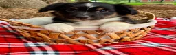 Miniature Australian Shepherd dogs for sale: Addy - Ad 1