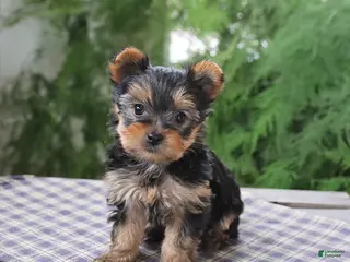 Yorkshire Terrier dogs for sale: Rosie - Ad 4