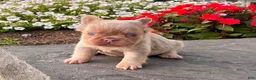 French Bulldog dogs for sale: Fancy Newshade - Ad 8
