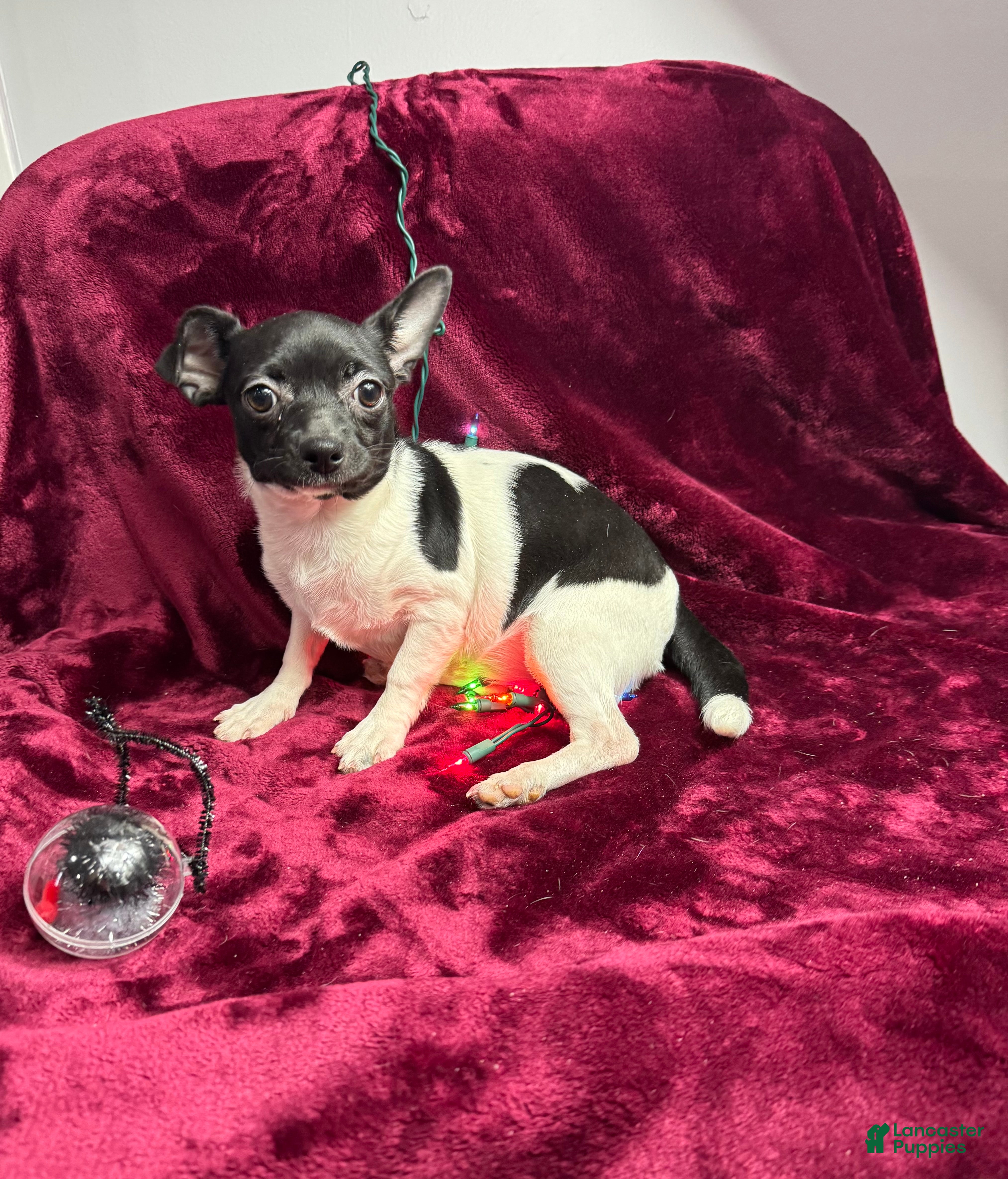 Chihuahua dogs Chelsea - Ad 9